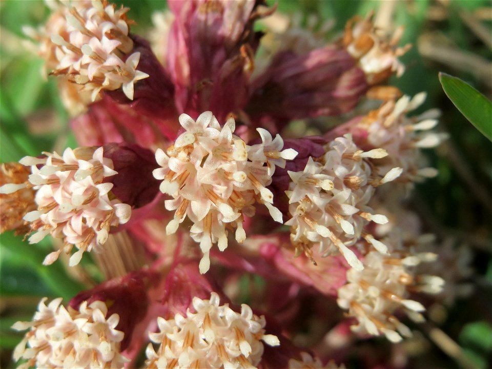 Gewöhnliche Pestwurz (Petasites hybridus) am Staden in Saarbrücken