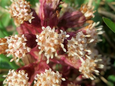 Gewöhnliche Pestwurz (Petasites hybridus) am Staden in Saarbrücken