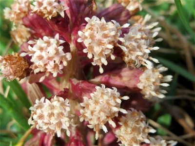 Gewöhnliche Pestwurz (Petasites hybridus) am Staden in Saarbrücken