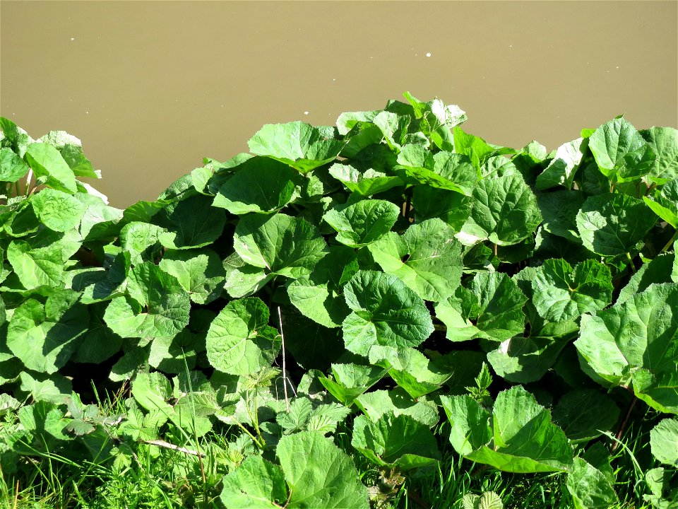 Gewöhnliche Pestwurz (Petasites hybridus) am Neckarufer in Heidelberg-Neuenheim