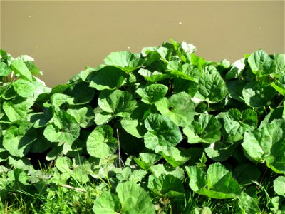 Gewöhnliche Pestwurz (Petasites hybridus) am Neckarufer in Heidelberg-Neuenheim