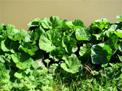 Gewöhnliche Pestwurz (Petasites hybridus) am Neckarufer in Heidelberg-Neuenheim