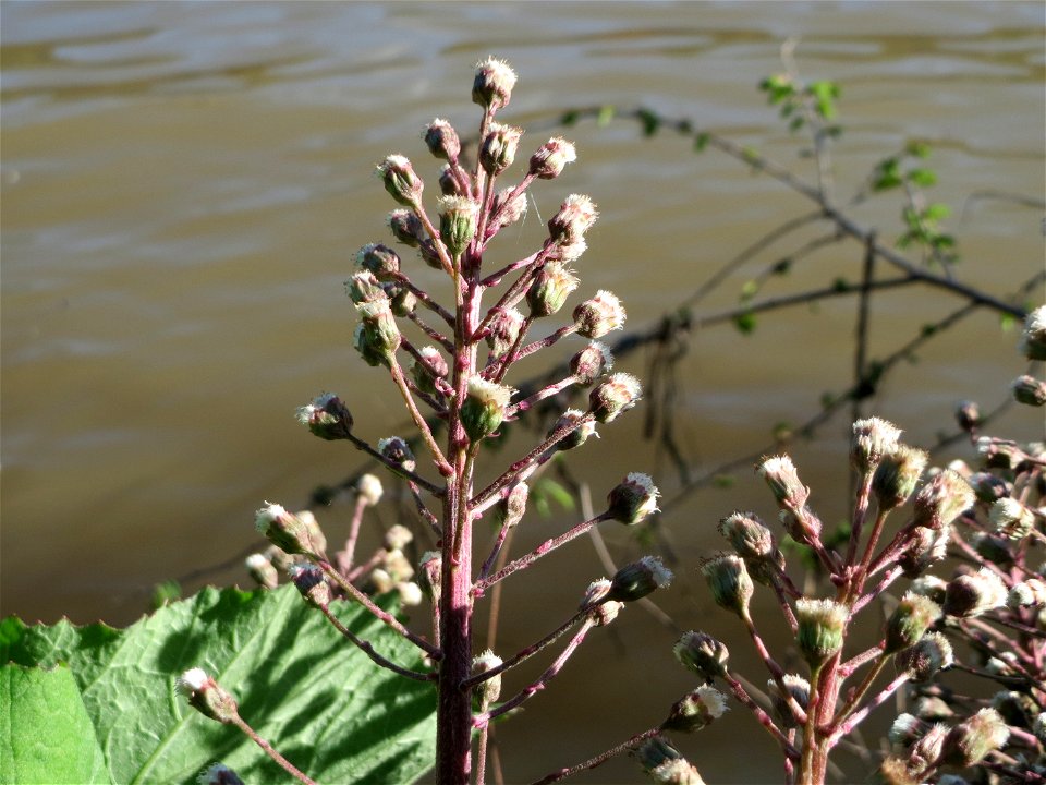 Gewöhnliche Pestwurz (Petasites hybridus) am Neckarufer in Heidelberg-Neuenheim