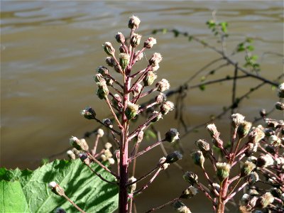 Gewöhnliche Pestwurz (Petasites hybridus) am Neckarufer in Heidelberg-Neuenheim