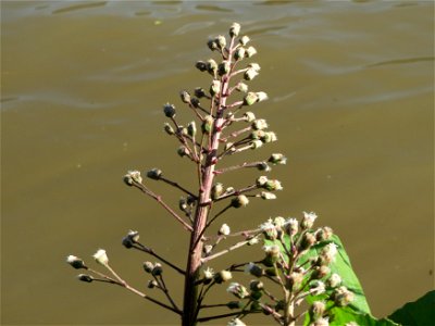 Gewöhnliche Pestwurz (Petasites hybridus) am Neckarufer in Heidelberg-Neuenheim