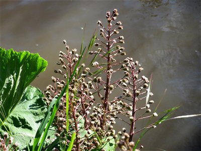 Gewöhnliche Pestwurz (Petasites hybridus) am Neckarufer in Heidelberg-Neuenheim