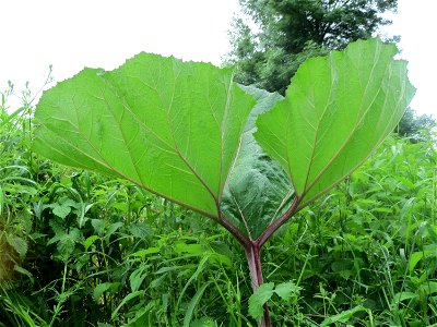 Gewöhnliche Pestwurz (Petasites hybridus) an der Saaraue Güdingen