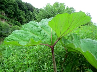 Gewöhnliche Pestwurz (Petasites hybridus) an der Saaraue Güdingen