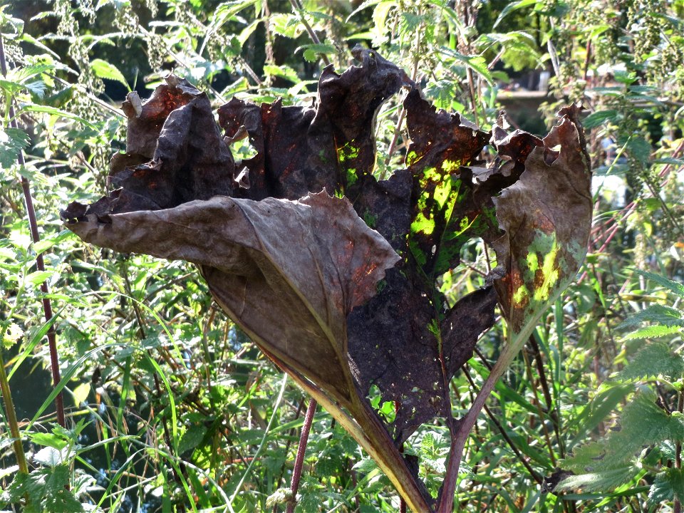 Gewöhnliche Pestwurz (Petasites hybridus) am Staden in Saarbrücken