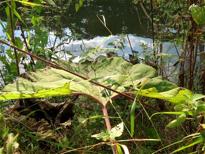 Gewöhnliche Pestwurz (Petasites hybridus) am Staden in Saarbrücken