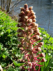 Gewöhnliche Pestwurz (Petasites hybridus) an der Saar in Saarbrücken