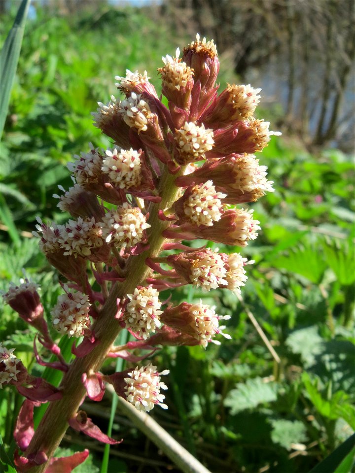 Gewöhnliche Pestwurz (Petasites hybridus) an der Saar in Saarbrücken