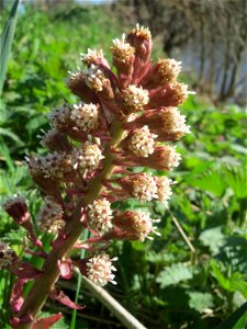 Gewöhnliche Pestwurz (Petasites hybridus) an der Saar in Saarbrücken