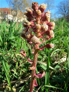 Gewöhnliche Pestwurz (Petasites hybridus) an der Saar in Saarbrücken