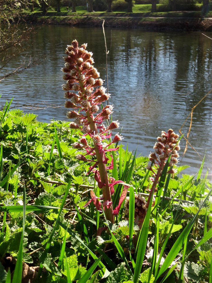 Gewöhnliche Pestwurz (Petasites hybridus) an der Saar in Saarbrücken