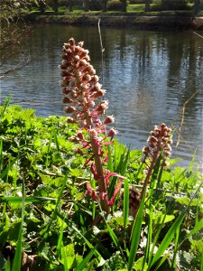 Gewöhnliche Pestwurz (Petasites hybridus) an der Saar in Saarbrücken
