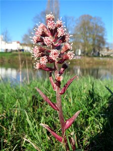 Gewöhnliche Pestwurz (Petasites hybridus) an der ehem. Bismarckanlage an der Saar in Saarbrücken
