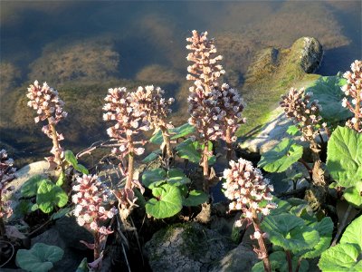 Gewöhnliche Pestwurz (Petasites hybridus) an der ehem. Bismarckanlage an der Saar in Saarbrücken