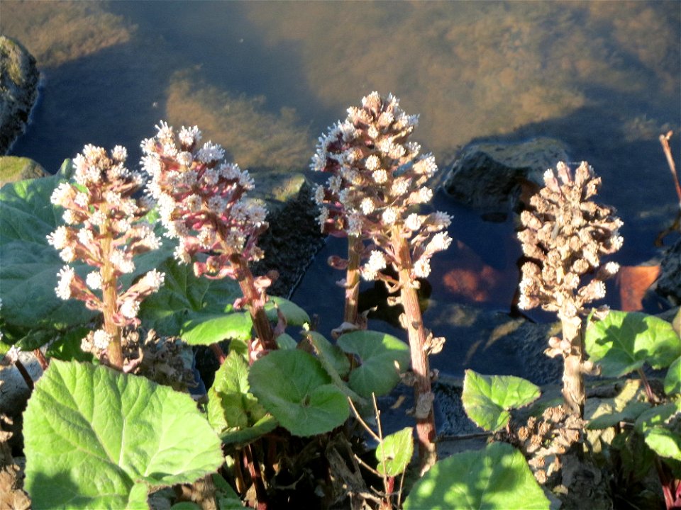 Gewöhnliche Pestwurz (Petasites hybridus) an der ehem. Bismarckanlage an der Saar in Saarbrücken