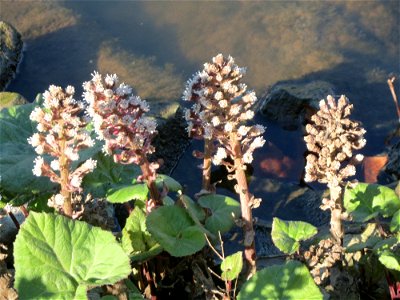 Gewöhnliche Pestwurz (Petasites hybridus) an der ehem. Bismarckanlage an der Saar in Saarbrücken
