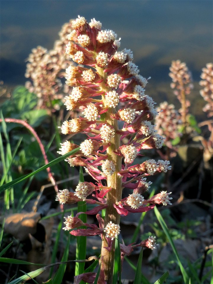 Gewöhnliche Pestwurz (Petasites hybridus) an der ehem. Bismarckanlage an der Saar in Saarbrücken