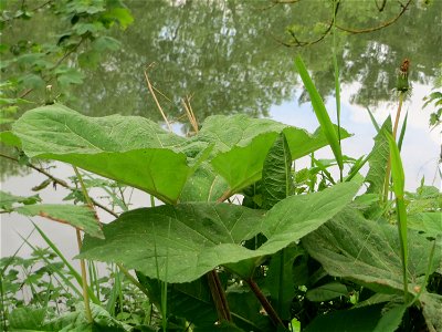 Gewöhnliche Pestwurz (Petasites hybridus) an der Saar in Saarbrücken