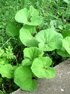 Gewöhnliche Pestwurz (Petasites hybridus) an der Saar in Saarbrücken