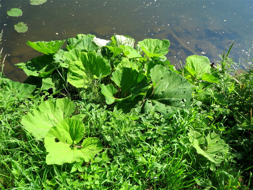 Gewöhnliche Pestwurz (Petasites hybridus) an der Saar in Saarbrücken