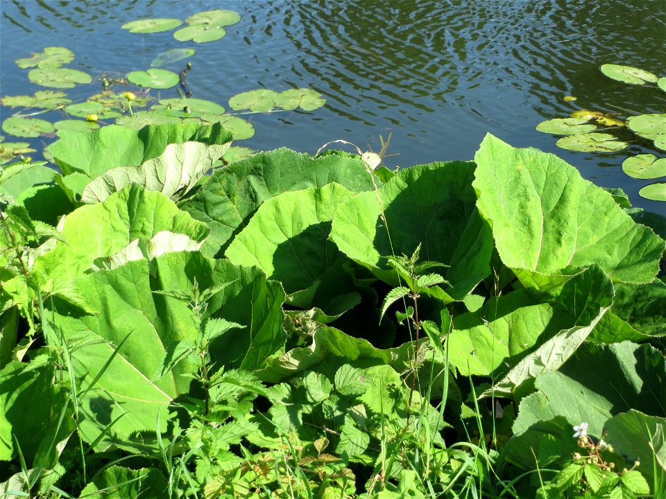 Gewöhnliche Pestwurz (Petasites hybridus) an der Saar in Alt-Saarbrücken