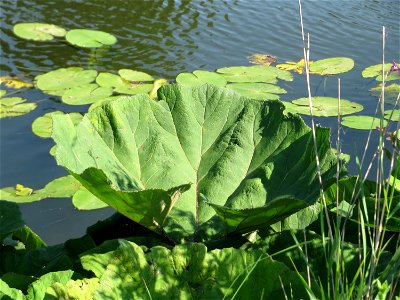 Gewöhnliche Pestwurz (Petasites hybridus) an der Saar in Alt-Saarbrücken