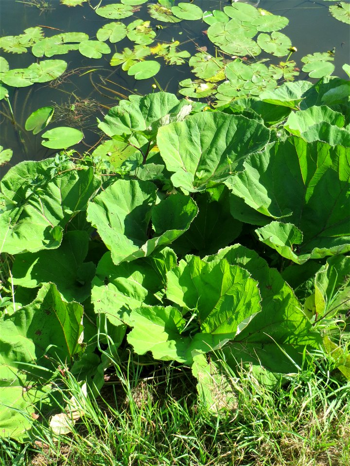Gewöhnliche Pestwurz (Petasites hybridus) an der Saar in Alt-Saarbrücken