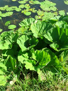 Gewöhnliche Pestwurz (Petasites hybridus) an der Saar in Alt-Saarbrücken