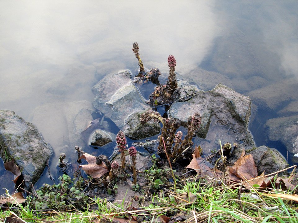 Gewöhnliche Pestwurz (Petasites hybridus) an der ehem. Bismarckanlage an der Saar in Saarbrücken
