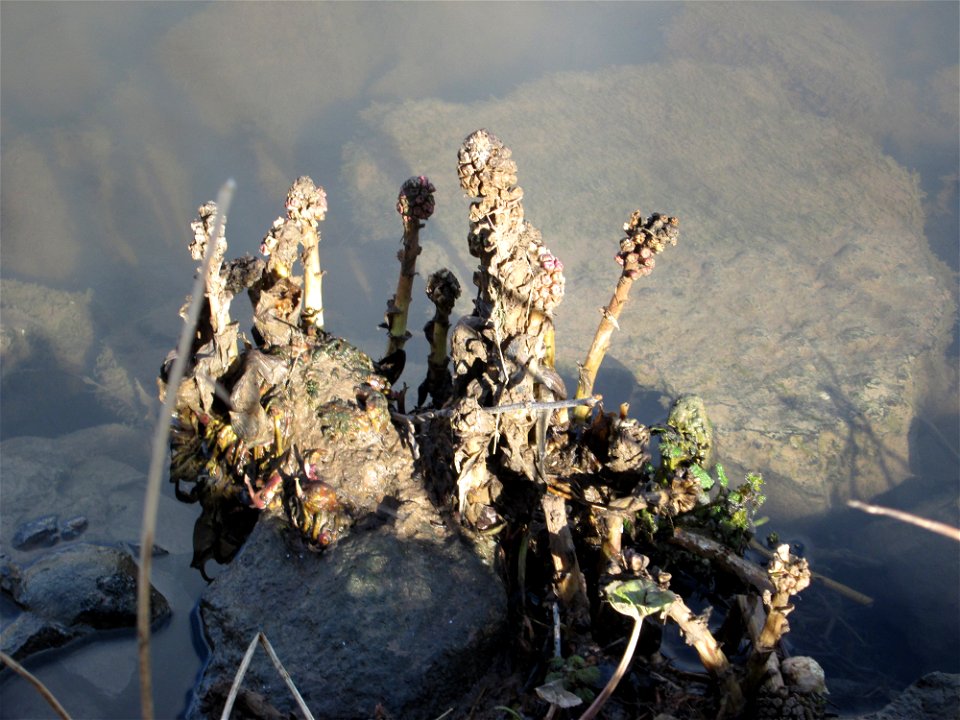 Gewöhnliche Pestwurz (Petasites hybridus) an der ehem. Bismarckanlage an der Saar in Saarbrücken