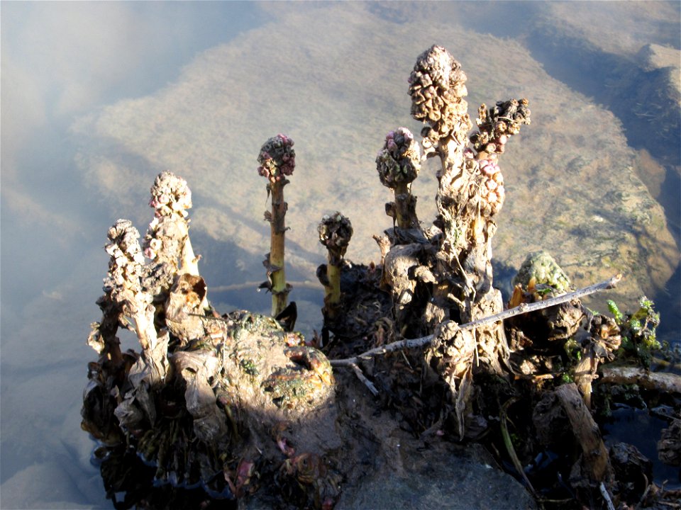 Gewöhnliche Pestwurz (Petasites hybridus) an der ehem. Bismarckanlage an der Saar in Saarbrücken