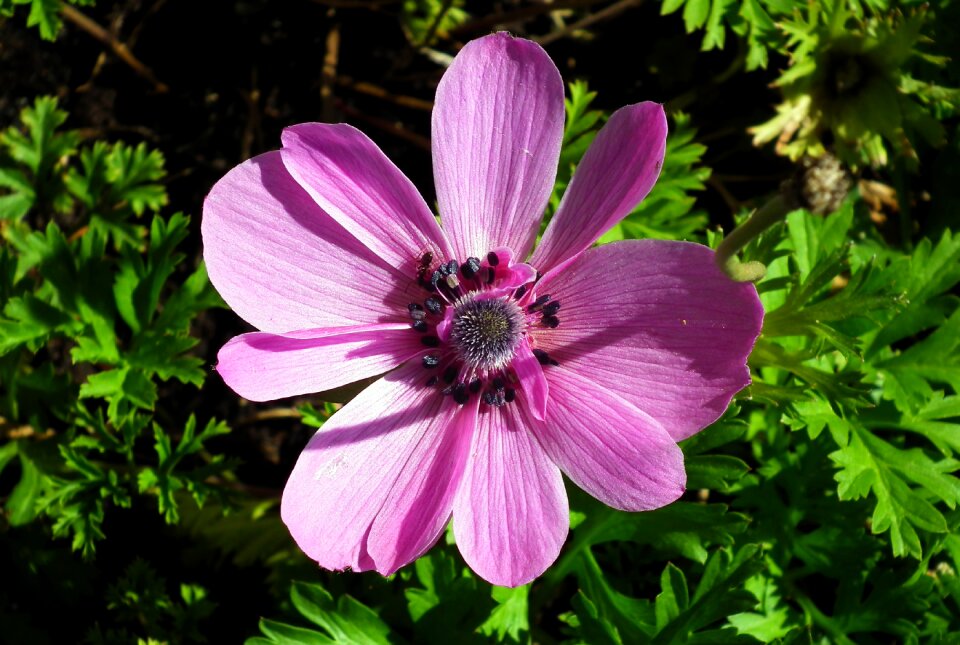Summer pink macro