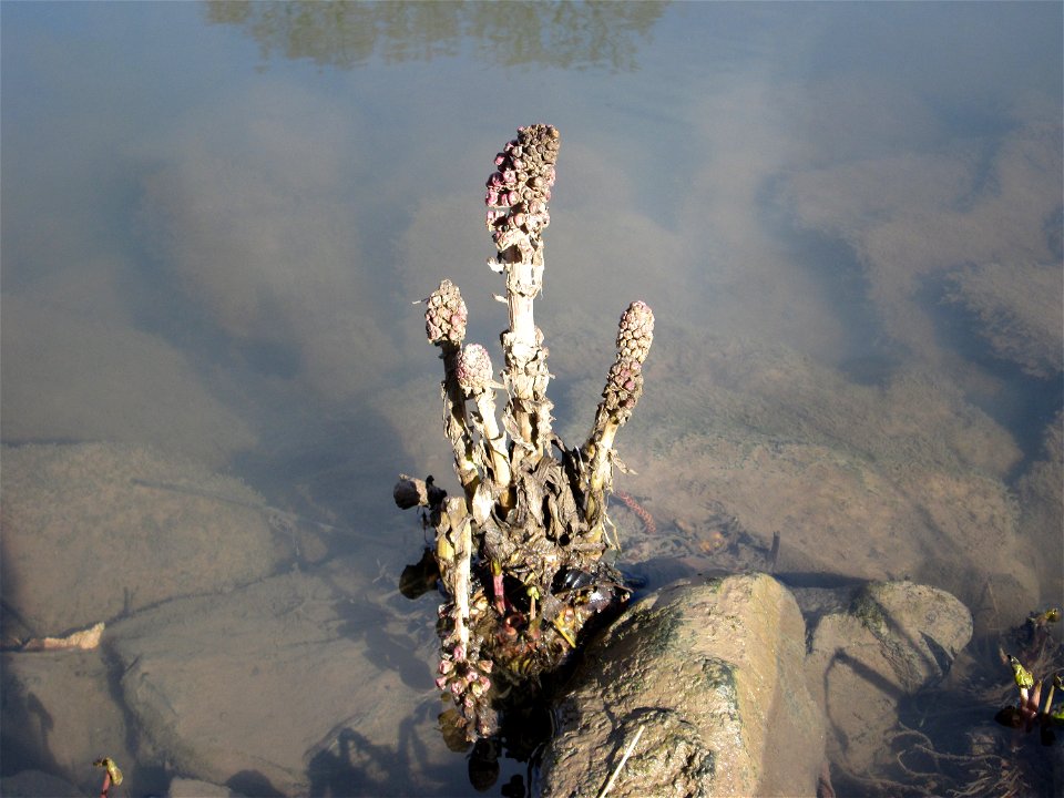 Gewöhnliche Pestwurz (Petasites hybridus) an der ehem. Bismarckanlage an der Saar in Saarbrücken