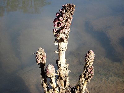 Gewöhnliche Pestwurz (Petasites hybridus) an der ehem. Bismarckanlage an der Saar in Saarbrücken