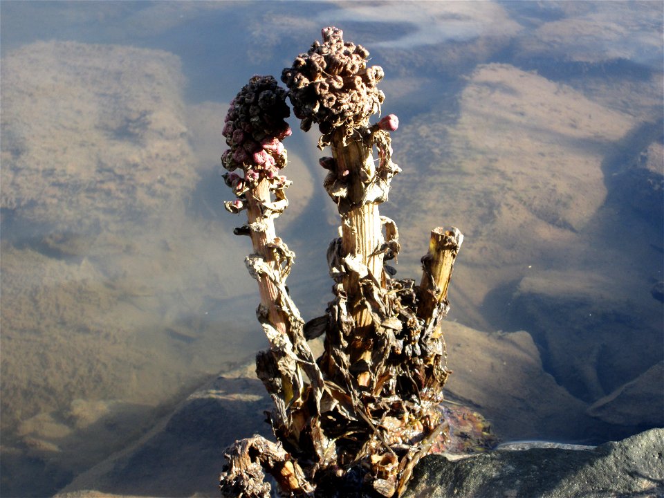 Gewöhnliche Pestwurz (Petasites hybridus) an der ehem. Bismarckanlage an der Saar in Saarbrücken