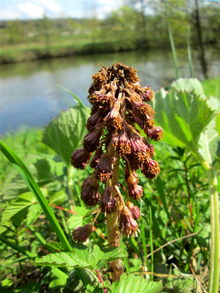 Gewöhnliche Pestwurz (Petasites hybridus) an der Saar bei Grosbliederstroff