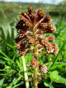 Gewöhnliche Pestwurz (Petasites hybridus) an der Saar bei Grosbliederstroff