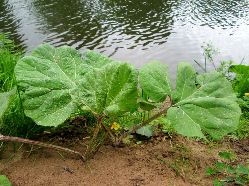 Gewöhnliche Pestwurz (Petasites hybridus) an der Saar in Alt-Saarbrücken