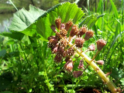 Gewöhnliche Pestwurz (Petasites hybridus) an der Saar bei Grosbliederstroff