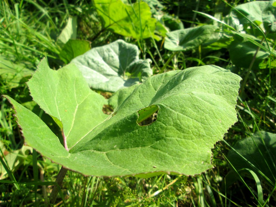 Gewöhnliche Pestwurz (Petasites hybridus) am Hardtgraben im Landschaftsschutzgebiet „Hockenheimer Rheinbogen“