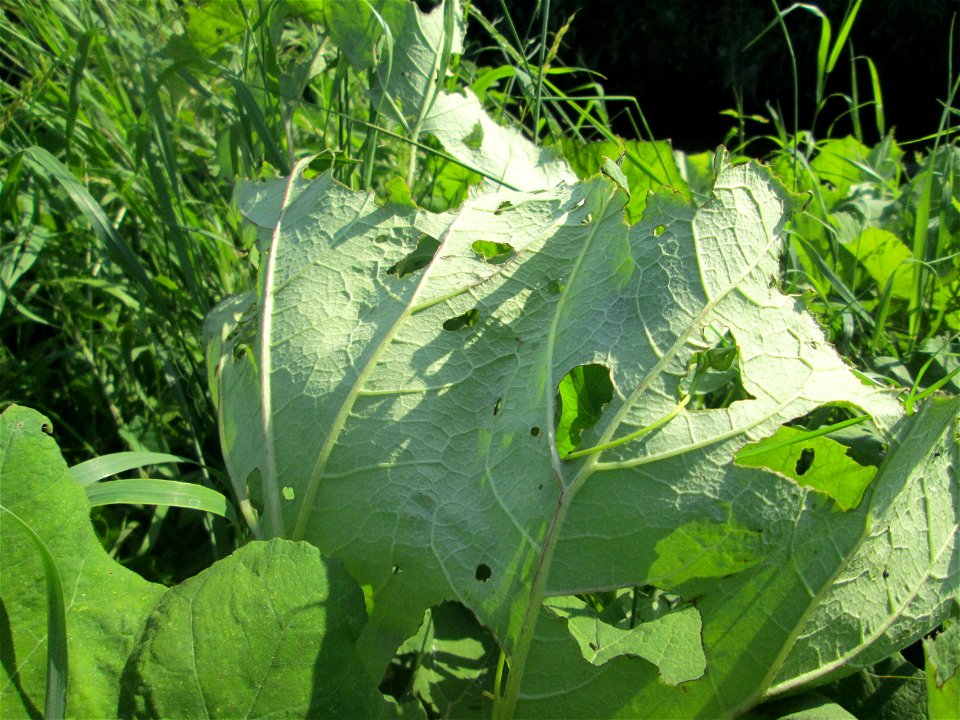 Gewöhnliche Pestwurz (Petasites hybridus) am Hardtgraben im Landschaftsschutzgebiet „Hockenheimer Rheinbogen“