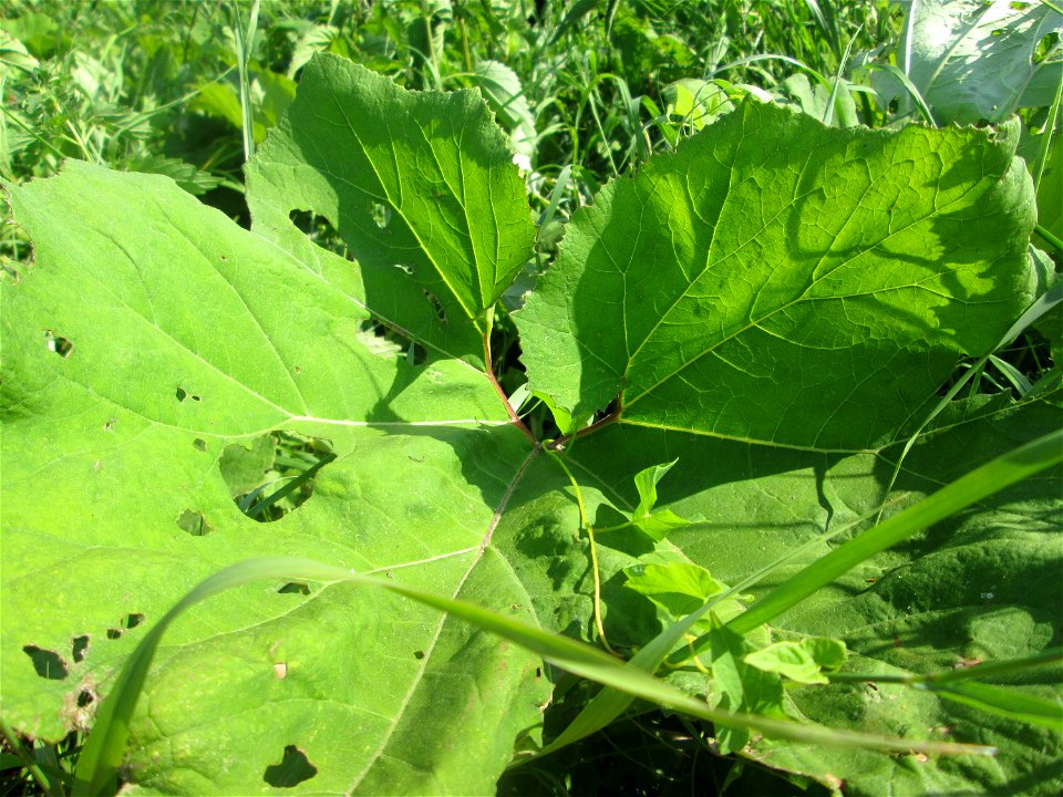 Gewöhnliche Pestwurz (Petasites hybridus) am Hardtgraben im Landschaftsschutzgebiet „Hockenheimer Rheinbogen“