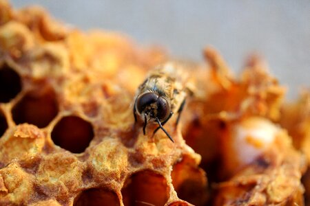 Small honey honey bee