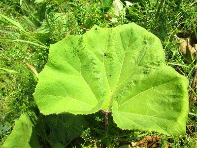 Gewöhnliche Pestwurz (Petasites hybridus) am Hardtgraben im Landschaftsschutzgebiet „Hockenheimer Rheinbogen“