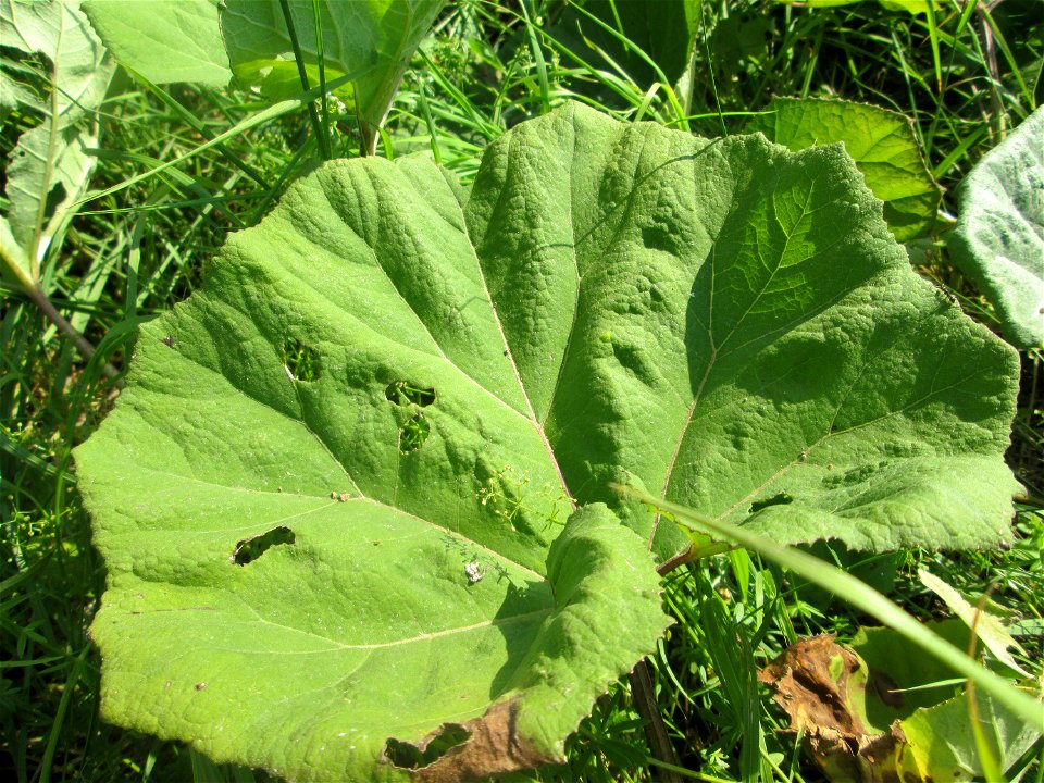 Gewöhnliche Pestwurz (Petasites hybridus) am Hardtgraben im Landschaftsschutzgebiet „Hockenheimer Rheinbogen“