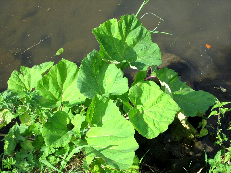 Gewöhnliche Pestwurz (Petasites hybridus) an der Saar in Alt-Saarbrücken